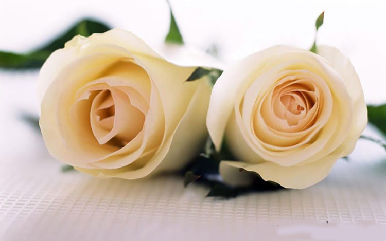 Shop hoa tươi An Giang