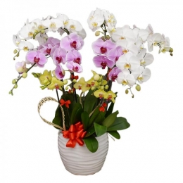 11 Chậu Lan Vươn Xa