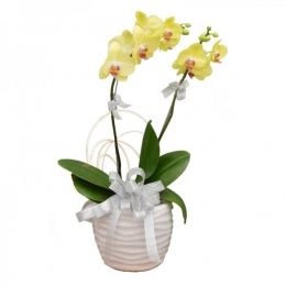 05 Chậu Lan Vinh Quang