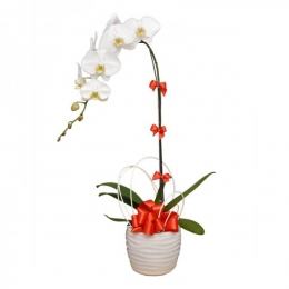 02 Chậu Lan Tinh Khôi