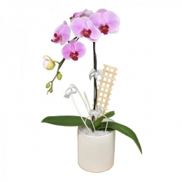 01 Chậu Lan Dịu Dàng