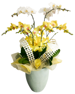 08 Chậu Lan Huy Hoàng