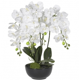 12 Chậu Lan Đại Gia